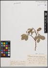 Foto von Salix coaetanea (Hartm.) Flod.